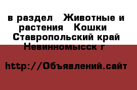  в раздел : Животные и растения » Кошки . Ставропольский край,Невинномысск г.